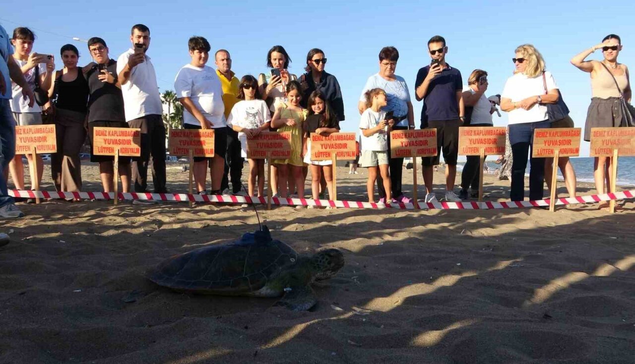 Mersin Üniversitesi Deniz Kaplumbağaları Uygulama ve Araştırma Merkezi, dördüncü yeşil