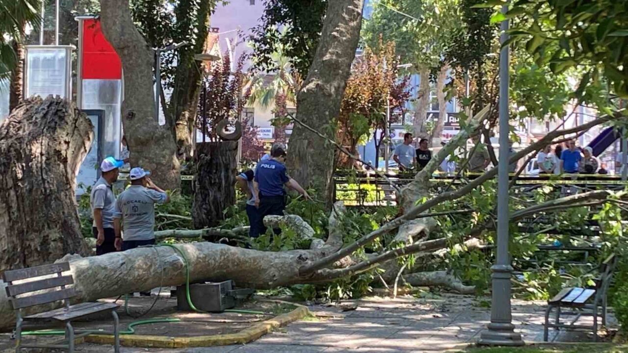Kocaeli'nin Gölcük ilçesinde 6 Temmuz'da çınar ağacından düşen dal sonucu