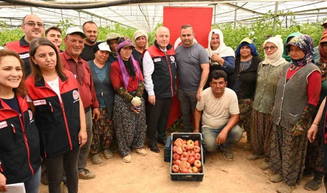 Denizli Valisi Ömer Faruk Coşkun, Acıpayam'da sera hasadına katıldı. Vali,