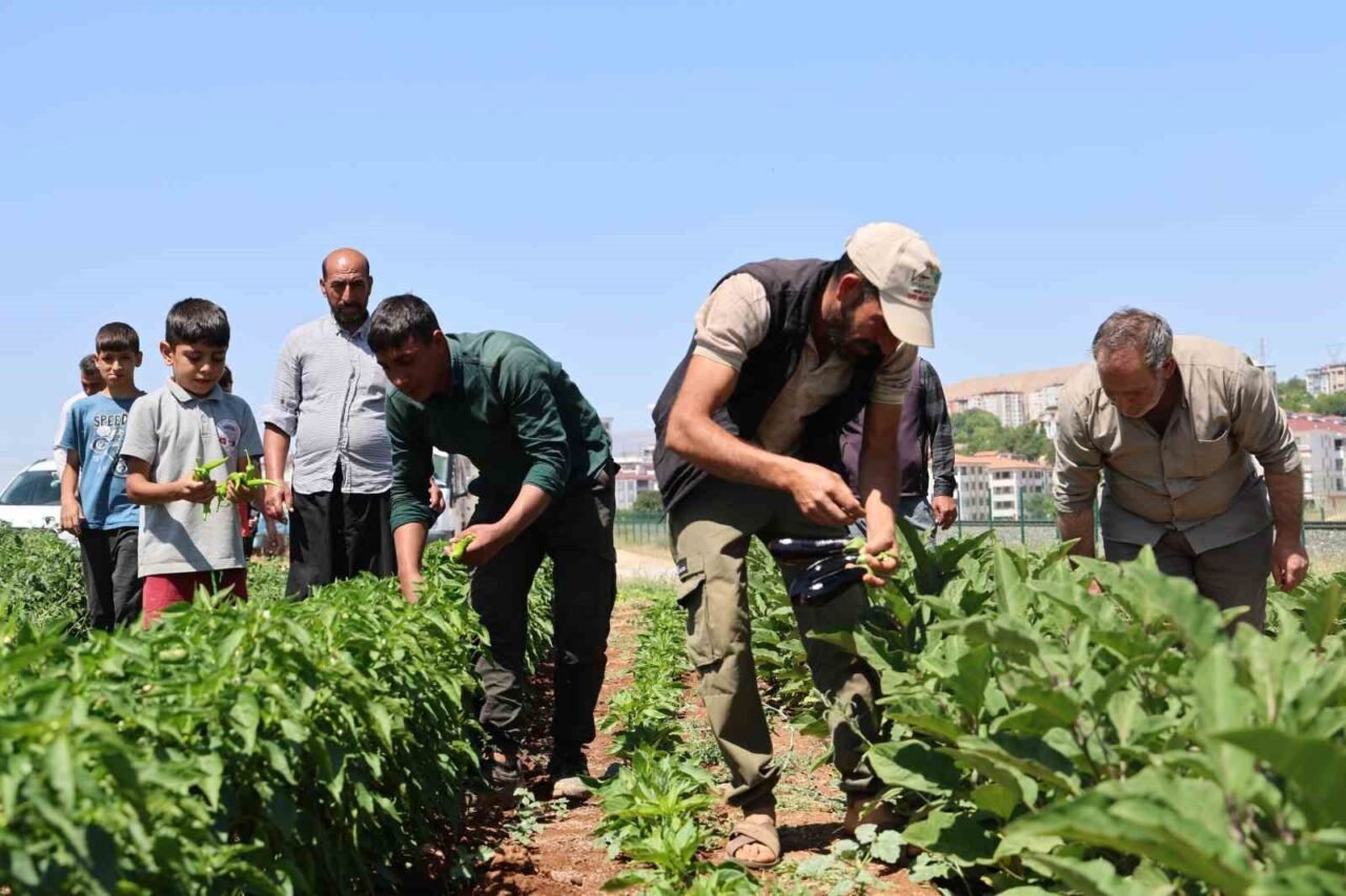 Elazığ'da üretici Mehmet Salih Kıran, merkezde 150 dönüm alana organik