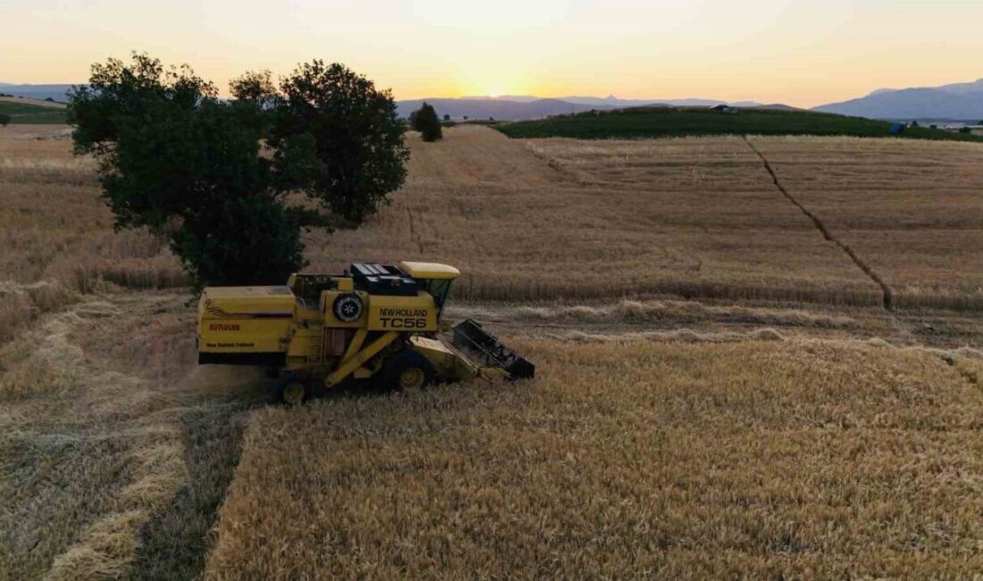 Samsun'un Vezirköprü ilçesinde buğday hasadı 2025 yılı için başladı. Çiftçiler,