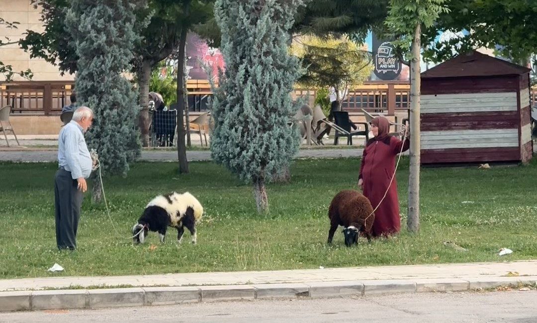 Elazığ'da bir yaşlı çift, besledikleri koyunları tasma takarak gezdirirken ilginç