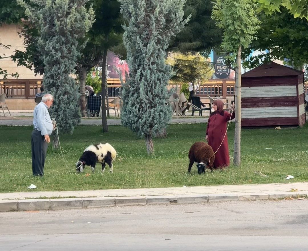 Elazığ'da bir yaşlı çift, besledikleri koyunları tasma takarak gezdirirken ilginç