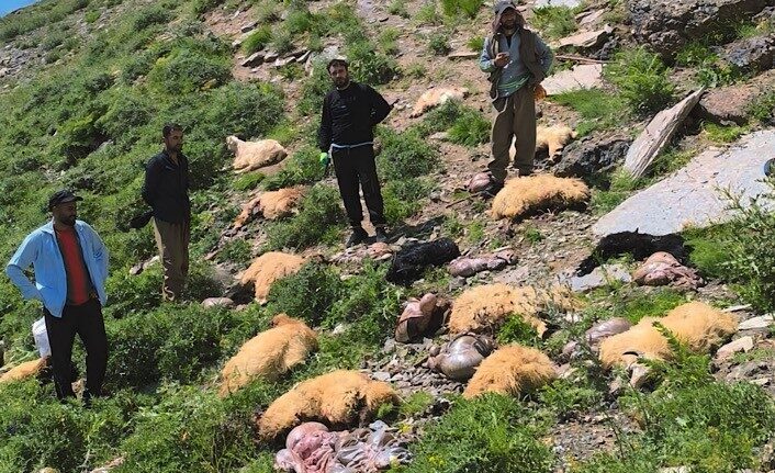 Hakkari'nin Yüksekova ilçesindeki Doski Vadisi'nde bir koyunun uçurumdan atlaması sonucu