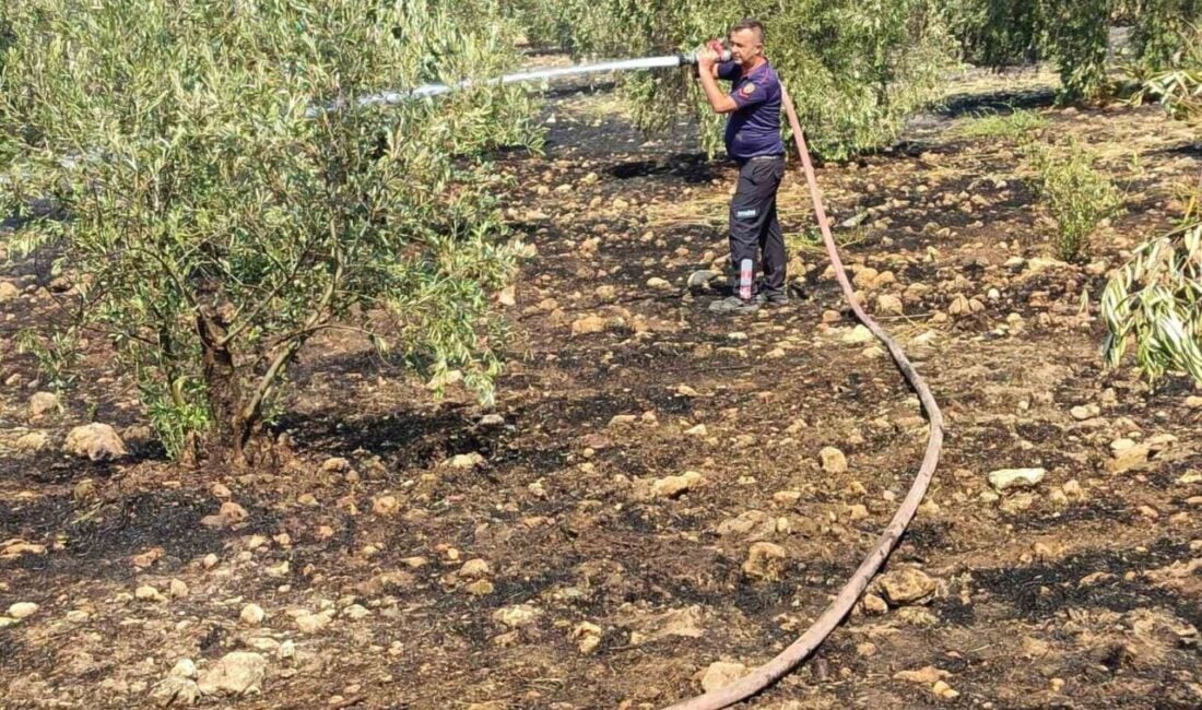 Aydın'ın Bozdoğan ilçesindeki Yazıkent Mahallesi'nde bir zeytinlikte çıkan yangın, Aydın