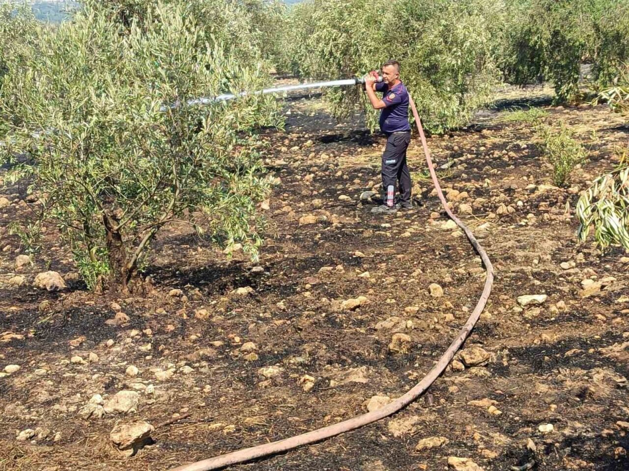 Aydın'ın Bozdoğan ilçesindeki Yazıkent Mahallesi'nde bir zeytinlikte çıkan yangın, Aydın