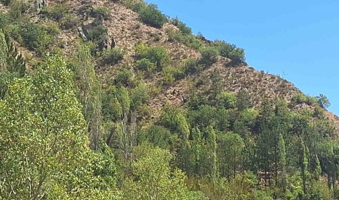 Çorum'un İskilip ilçesinde 10 günlüğüne kaybolan 86 yaşındaki Eldivas Babayiğit,