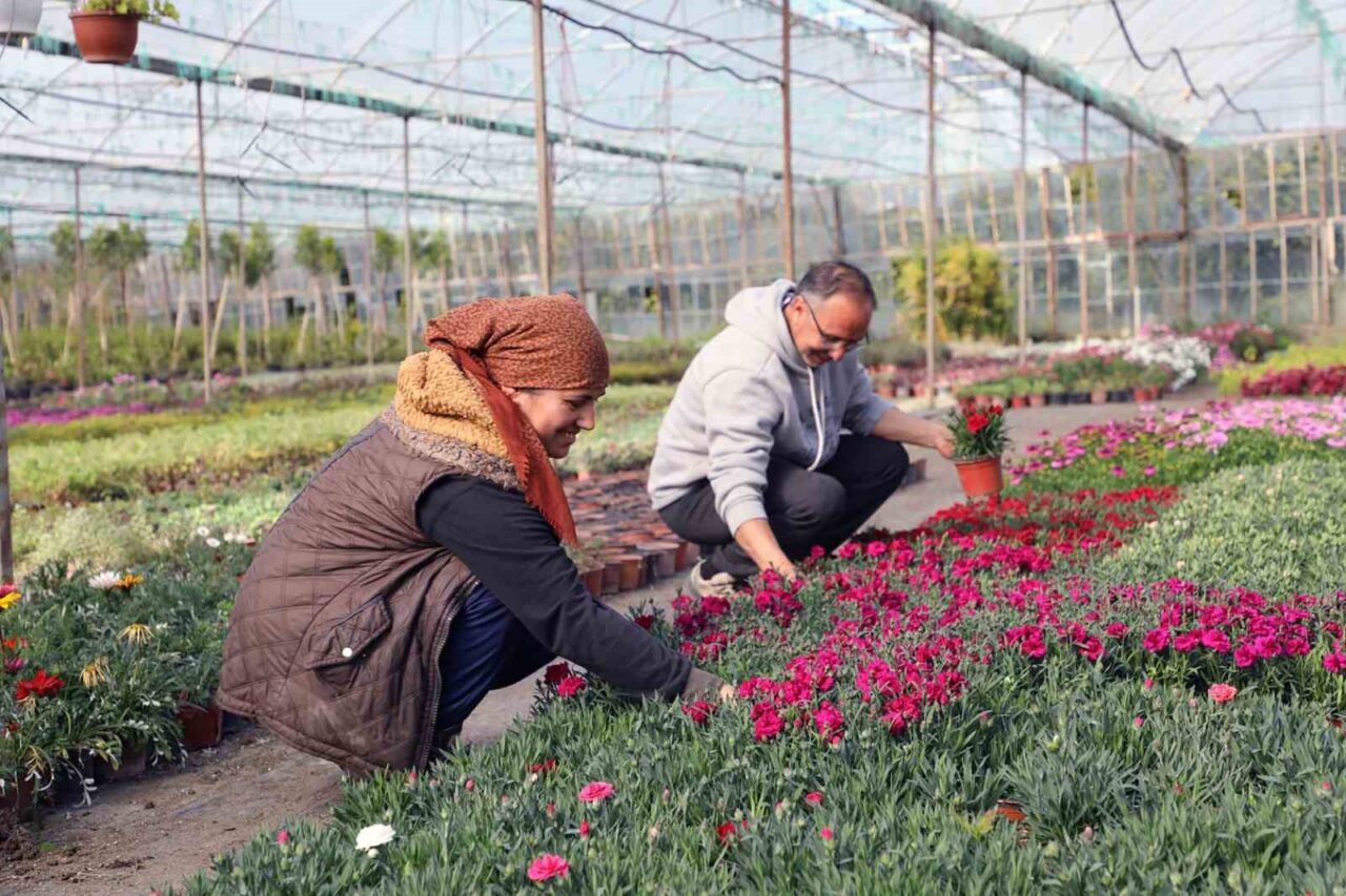 Muğla Büyükşehir Belediyesi, Köyceğiz Beyobası Mahallesi'nde başlattığı alım garantili çiçek