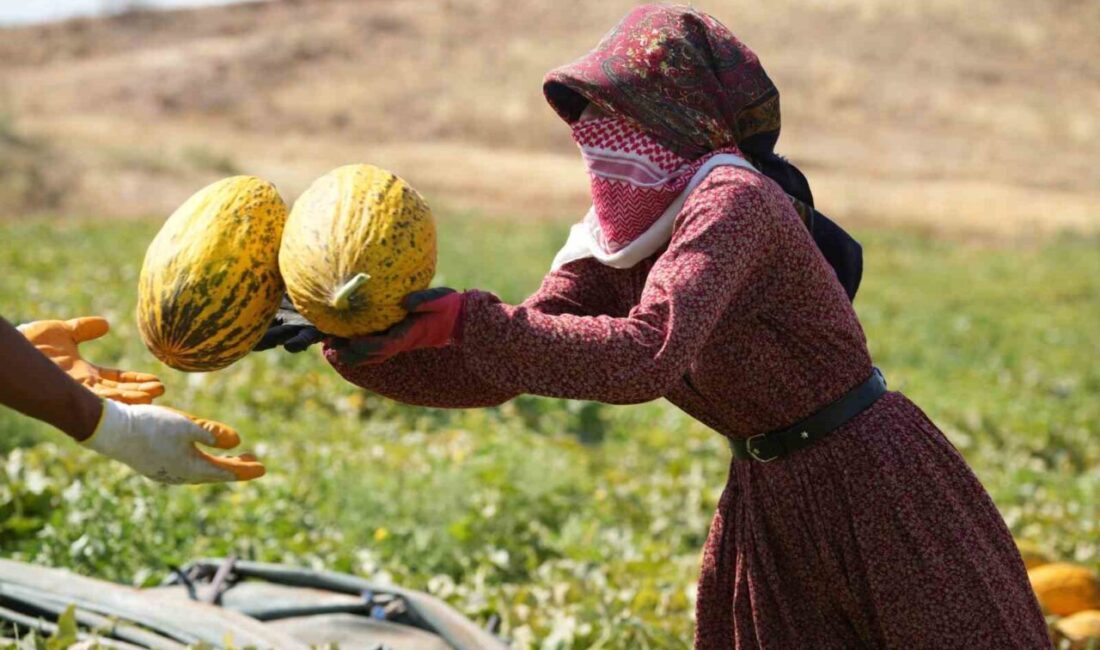 Kırıkkale'nin Delice ilçesinde kavun hasadı başladı. Çiftçiler, 40 derece sıcakta,