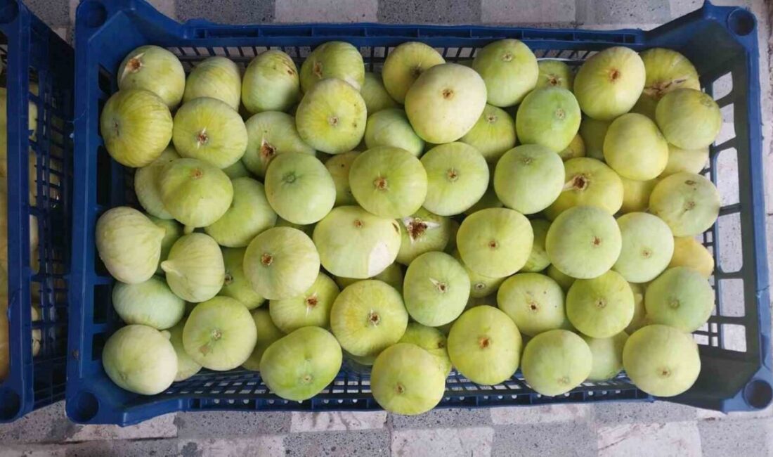 Mersin’in Mut ilçesinde hasadı devam eden incir, sezonun ortasına gelinmesine