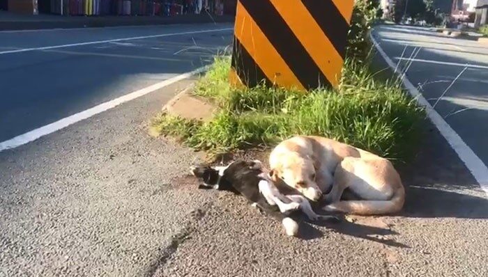 Artvin'in Kemalpaşa ilçesinde, yolun karşısına geçmeye çalışan yavru köpeğe otomobil