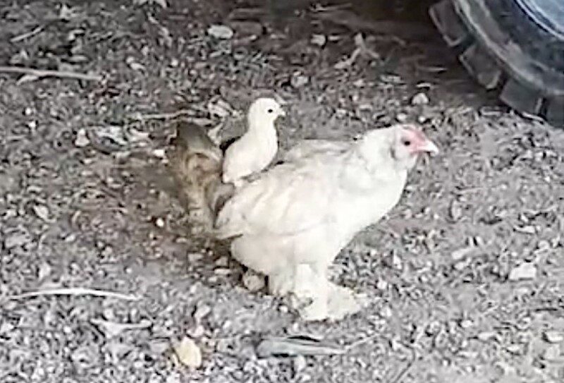 Tamircinin dükkanında beslediği süs tavuklarından birinin yavruları, keyifli anlara sahne