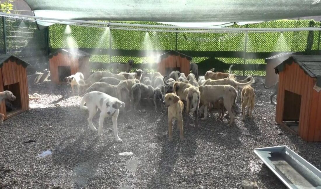 Adıyaman'ın Kahta Belediyesi, sıcak hava koşulları nedeniyle sokak köpeklerine fıskiyeler