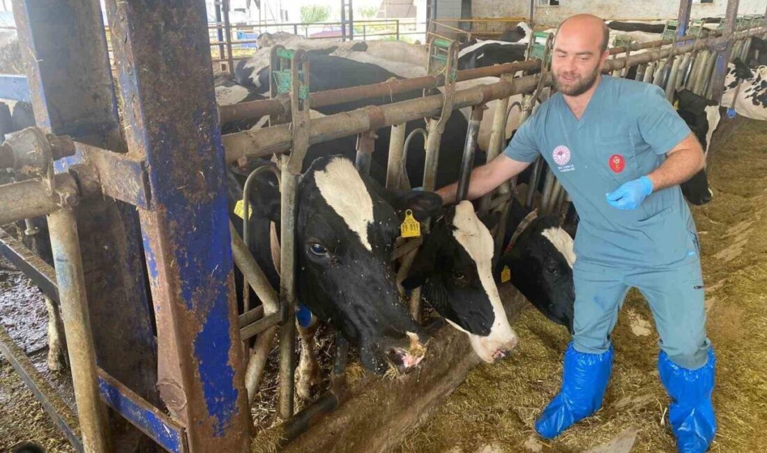 Aydın'da 17 ilçede şap hastalığına karşı aşılama çalışmaları sürerken, Aydın