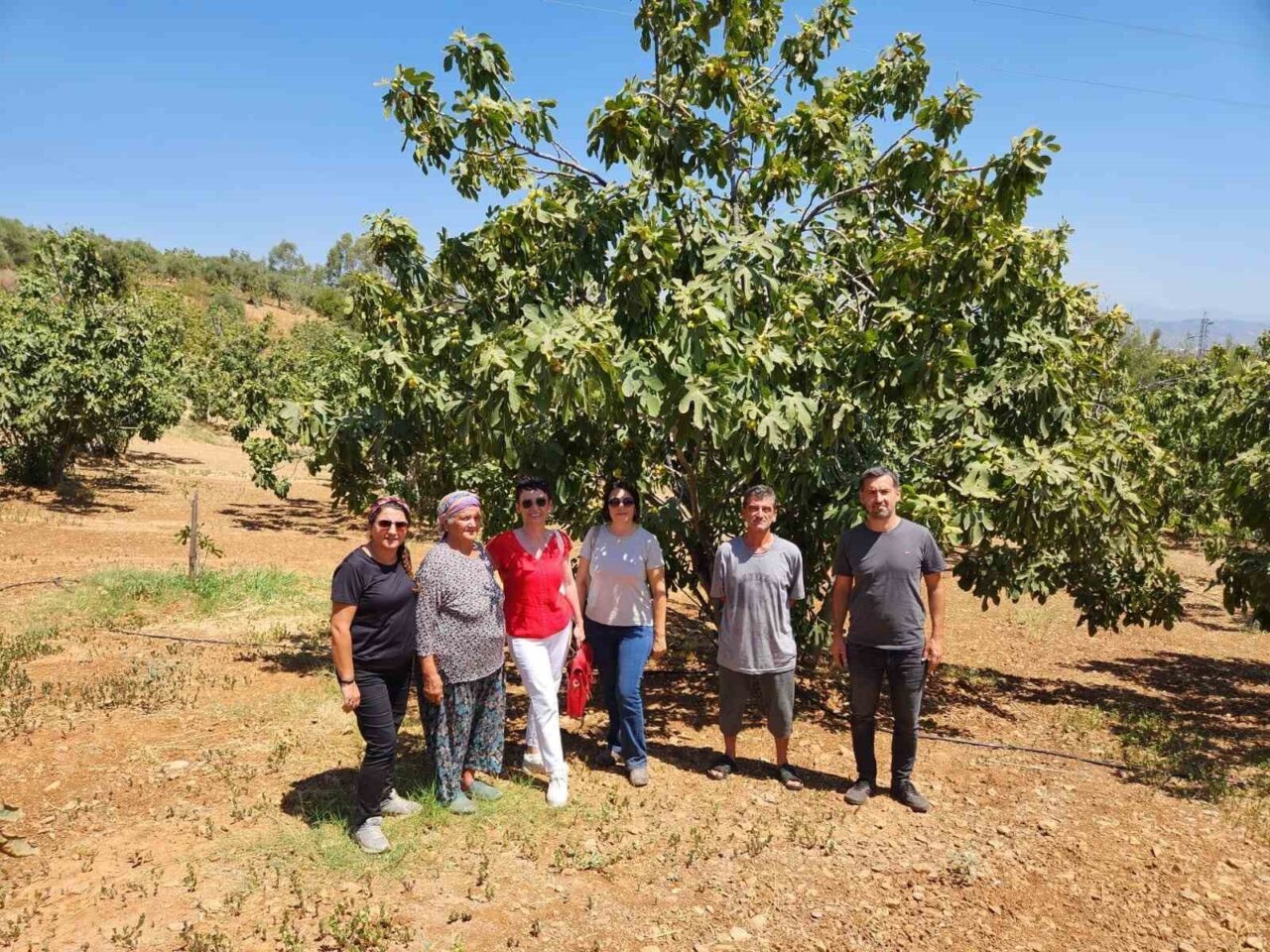 Aydın İnciri'nin 2025 yılı denetimleri, Aydın Ticaret Odası tarafından Aydın