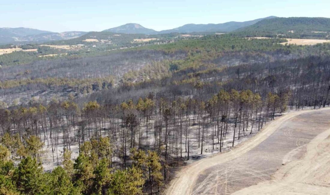 Bolu'da Göncek köyü yakınlarında biçerdöver kıvılcımlarından kaynaklanan yangın, havadan ve