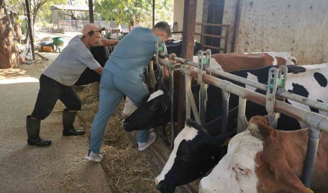 Aydın’ın Bozdoğan ilçesinde hayvan sağlığını korumak amacıyla İlçe Tarım ve