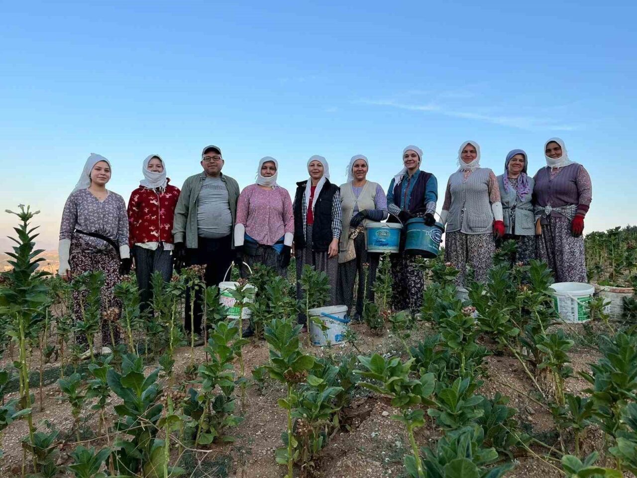 Denizli'nin Buldan ilçesindeki Türlübey Mahallesi'nde kekik ve tütün üreticileri, bu