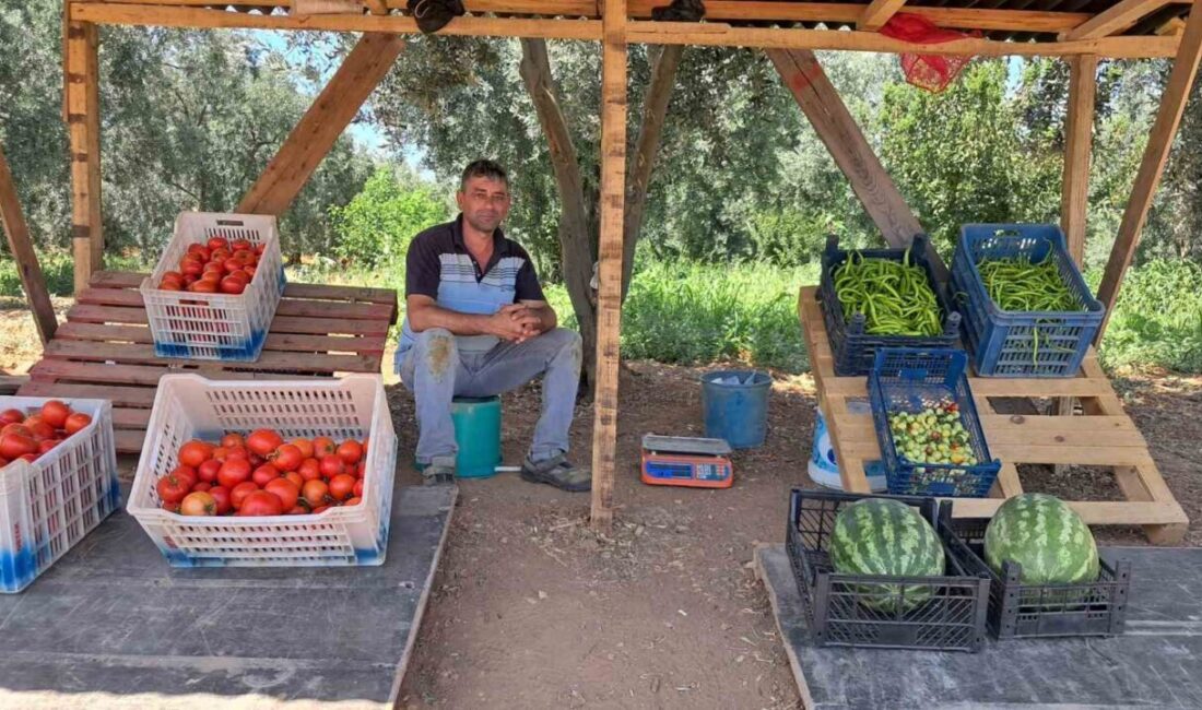 Bursa'nın İznik ilçesinde çiftçi Serkan Karatekin, tarlasında sebze ve meyve