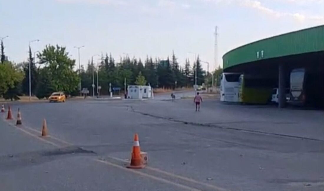 Edirne Otogarı'nda başıboş dolaşan eşek, önce bir dubayı çalıp vatandaşları