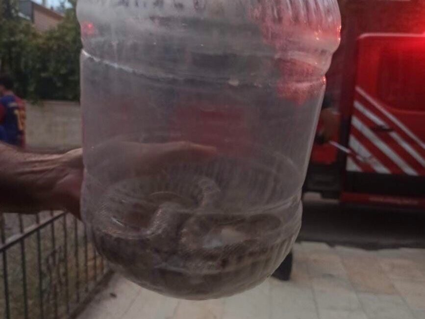 Elazığ'ın Abdullahpaşa Mahallesi'nde bir apartmanda engerek yılanı bulundu. İtfaiye ekipleri