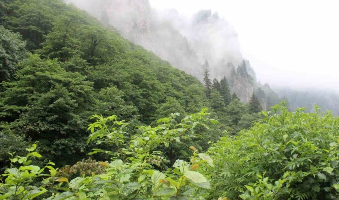 Trabzon'un Vakfıkebir ilçesinde Mustafa Sağlam, 9 Ağustos'ta eşi Tuğba Sağlam’ı