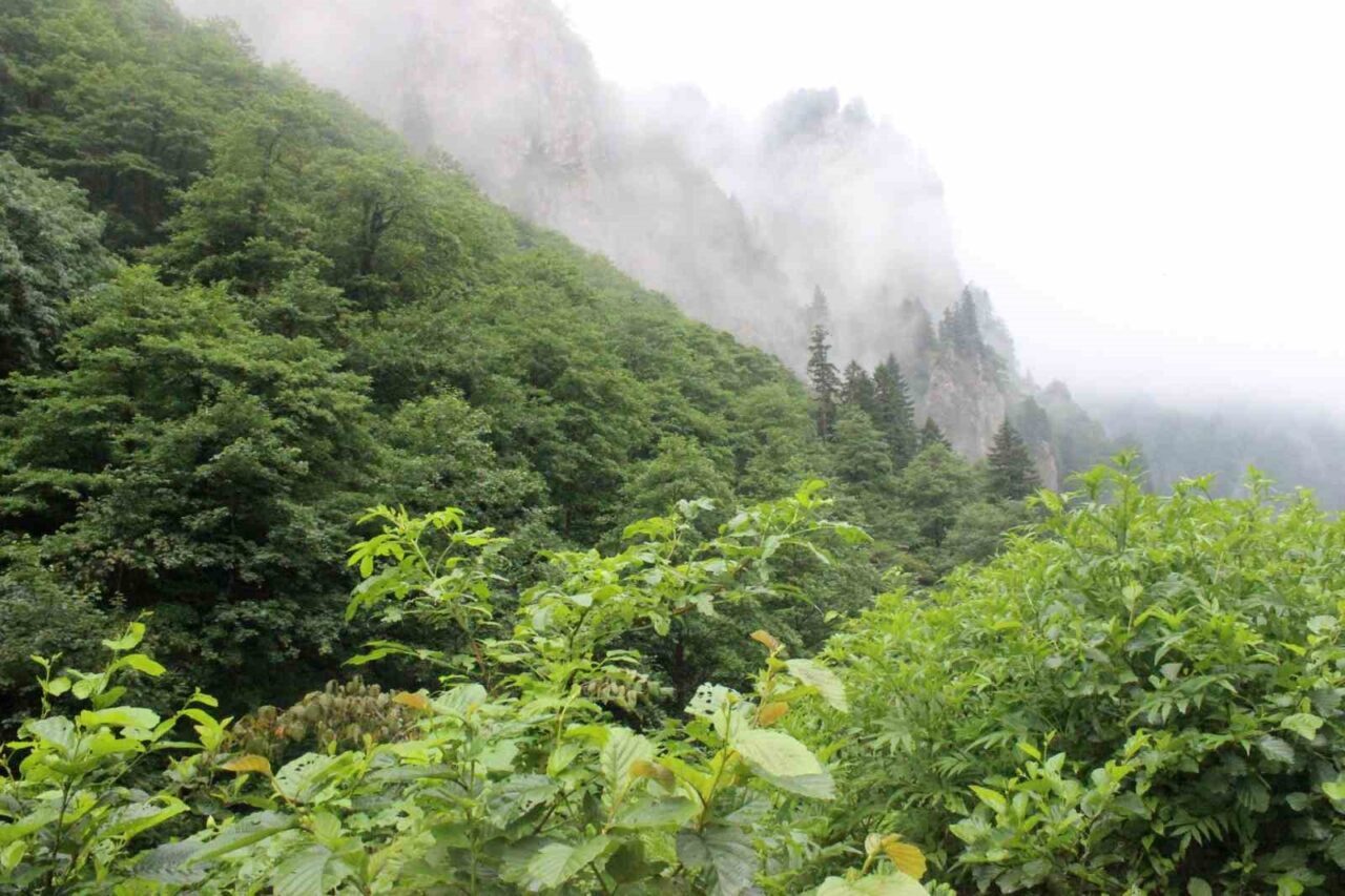 Trabzon'un Vakfıkebir ilçesinde Mustafa Sağlam, 9 Ağustos'ta eşi Tuğba Sağlam’ı