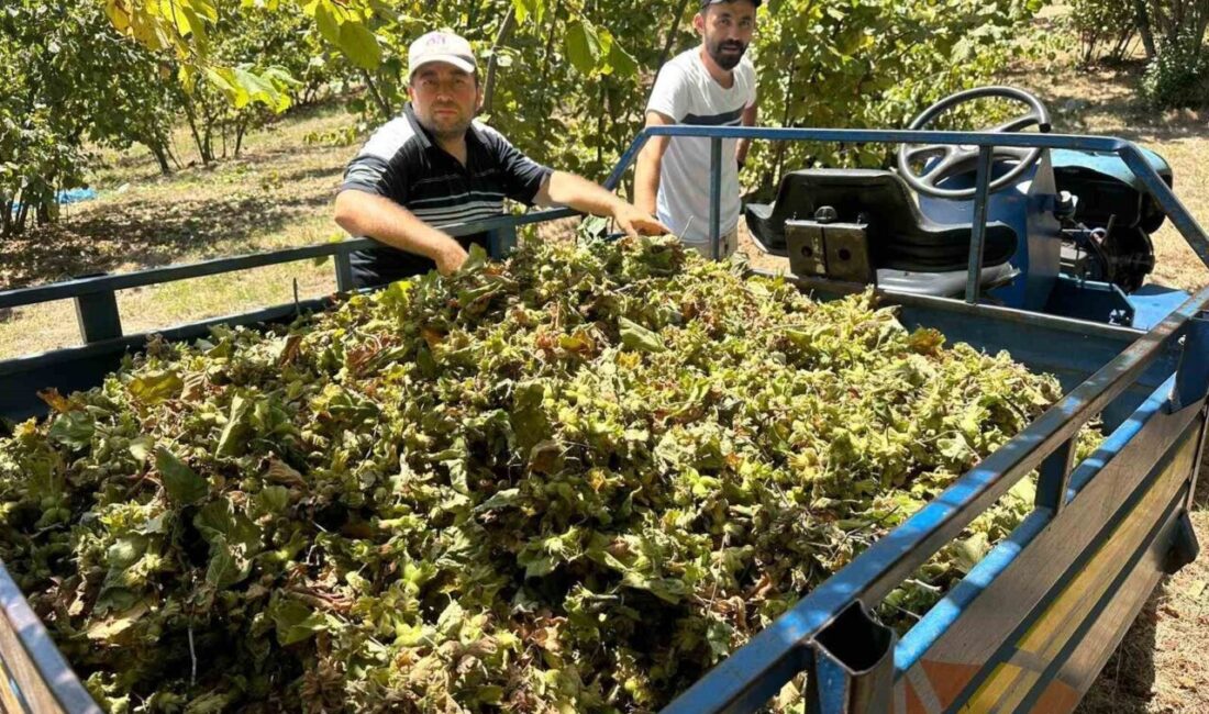 Zonguldak'ın Alaplı ilçesinde fındık hasadıyla birlikte, tırpan ücretleri günlük 4.500