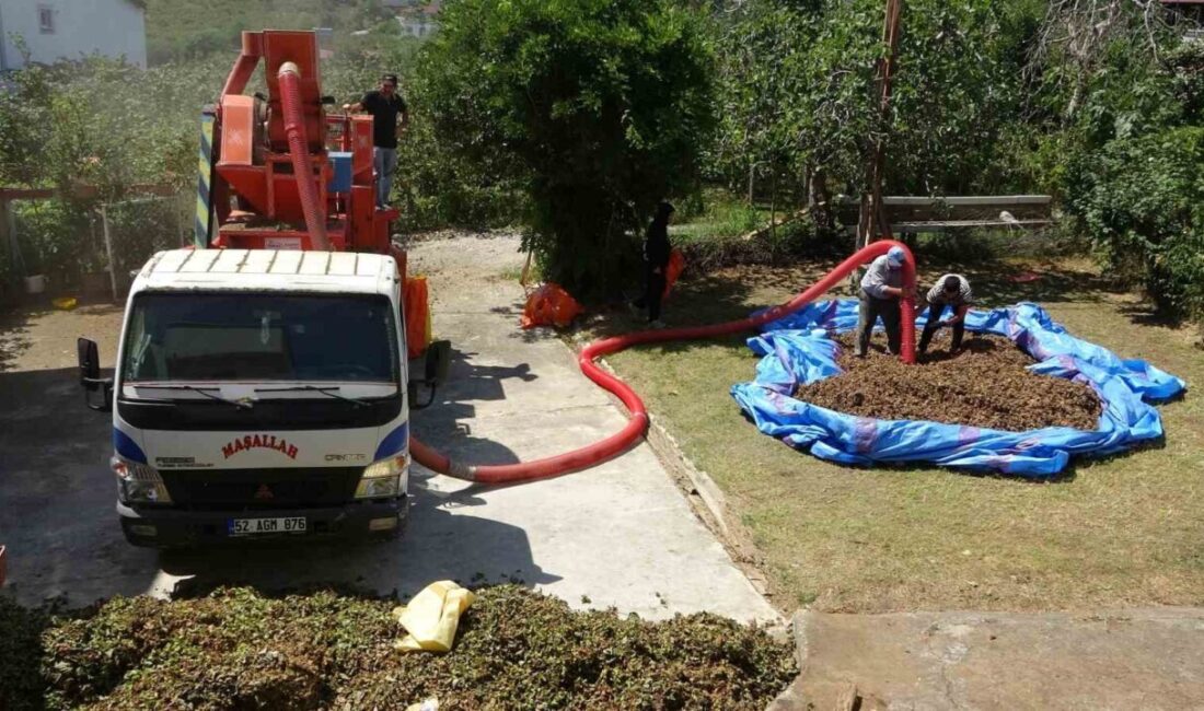 Ordu'da fındık hasadı başladı ve patozcular zorlu koşullarda çalışarak saatlik