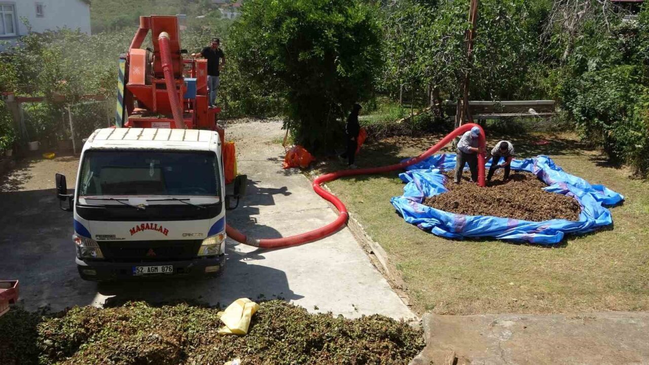 Ordu'da fındık hasadı başladı ve patozcular zorlu koşullarda çalışarak saatlik