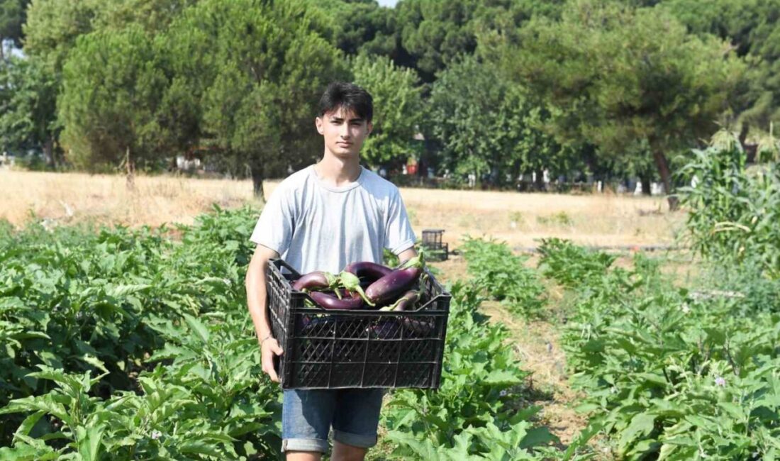 Osmangazi Belediyesi'nin Gazi Tarım A.Ş. tarafından 10 dönümlük alanda tarımsal