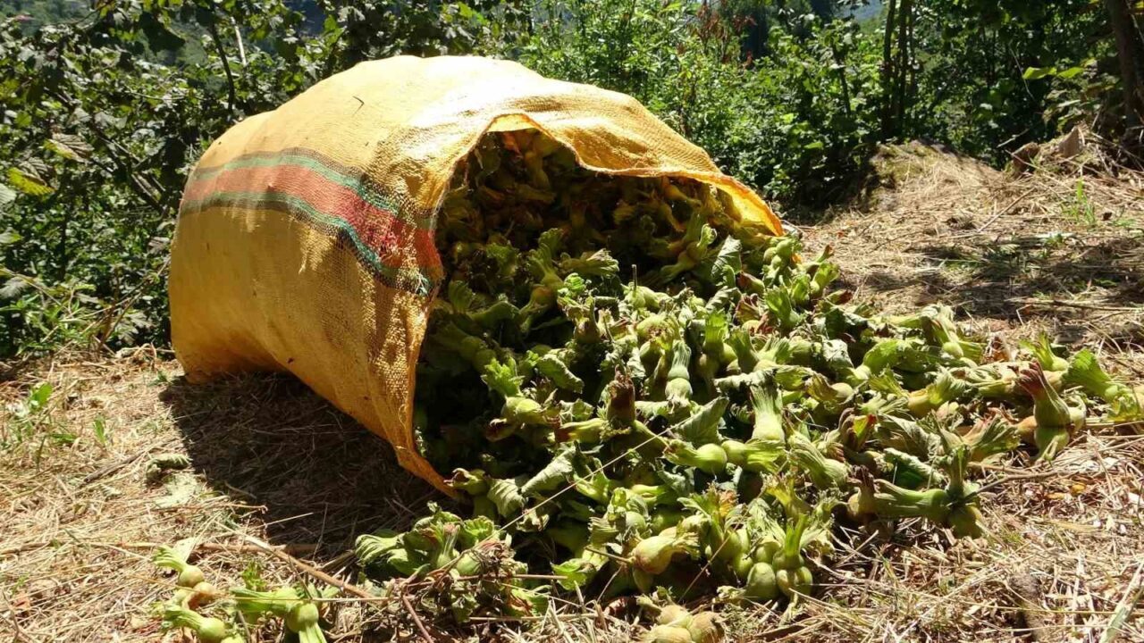 Giresun'un sahil kesimlerinde fındık hasadı başladı; üreticiler sabahın erken saatlerinde