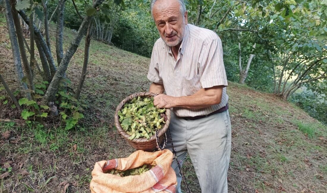 Giresun'da fındık hasadı devam ederken, üreticiler taban fiyatın üstünde satış