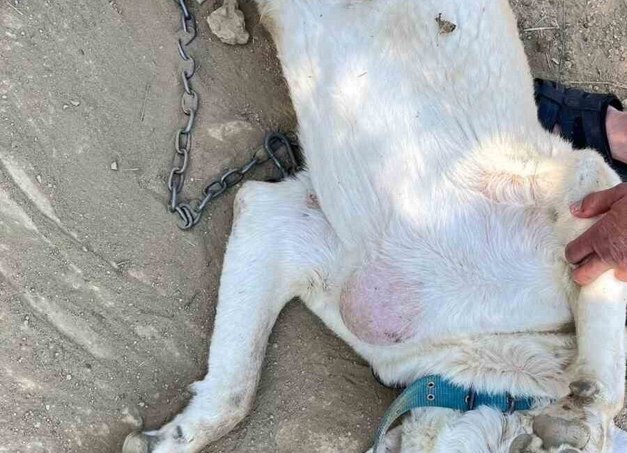 Bilecik’in Osmaneli ilçesinde yaralı olarak bulunan bir köpekte göğsünde tümör