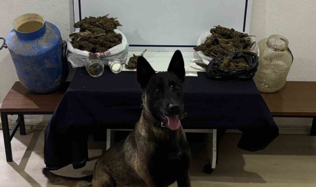 Balıkesir'in Gönen ilçesinde yapılan uyuşturucu operasyonunda 1.565 gram esrar, 37
