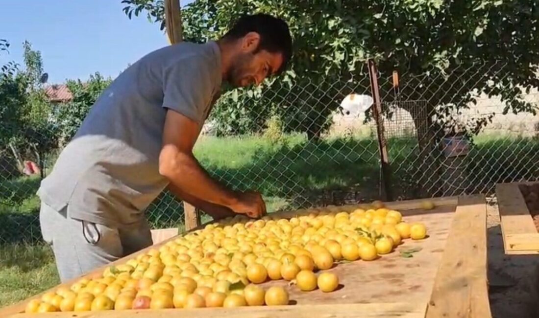 Iğdır'da Muhammed Yay ve ailesi, bahçelerindeki erik ve elmaları 40