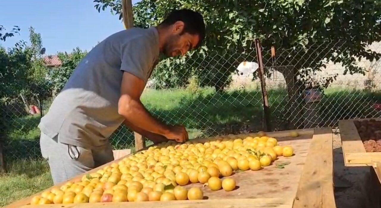 Iğdır'da Muhammed Yay ve ailesi, bahçelerindeki erik ve elmaları 40
