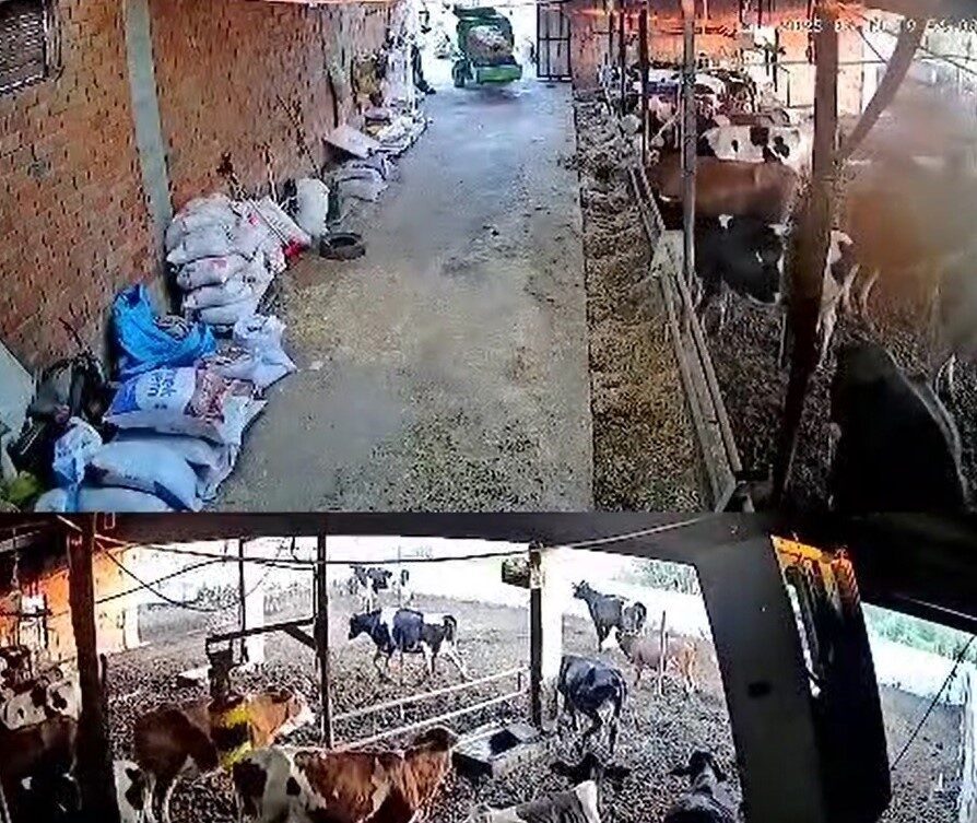 Balıkesir'in Sındırgı ilçesinde 6.1 büyüklüğündeki deprem sırasında, bir çiftlikte ineklerin