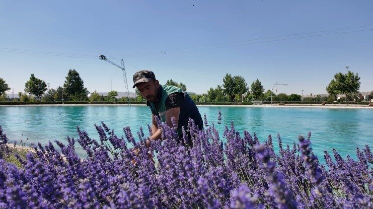 Kayseri Büyükşehir Belediyesi, 8 bölgede 200 bin lavanta bitkisi ekerek