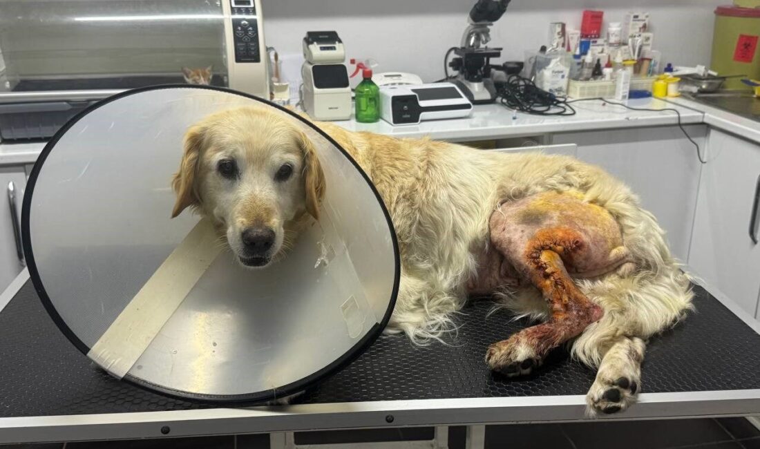 Zonguldak'ta 13 yaşındaki Golden Şila'nın ayağındaki 760 gramlık kitle, veteriner