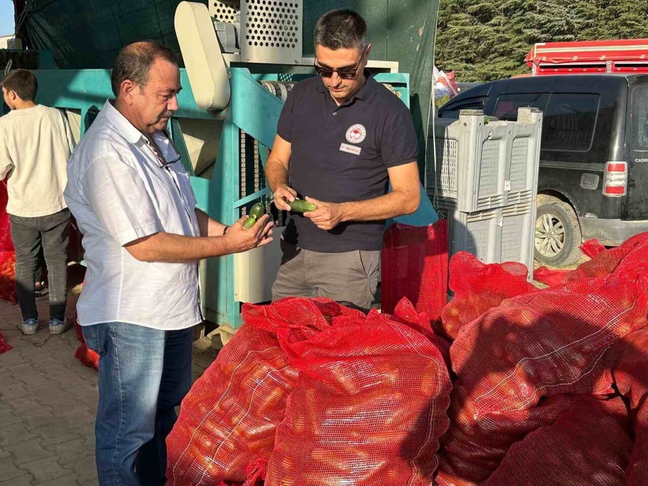 Afyonkarahisar'da kornişon salatalık hasadı sürerken, Tarım ve Orman İl Müdürlüğü