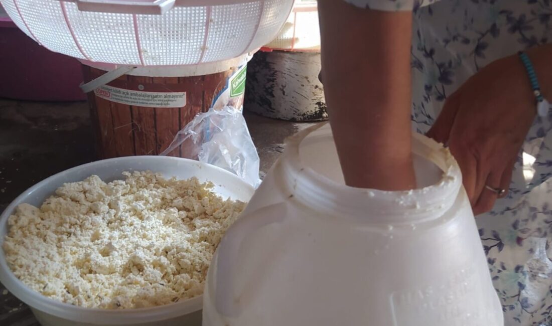 Ağrı'nın Aşağı Göçmez köyünde geleneksel olarak kumda olgunlaştırılan küp peyniri,