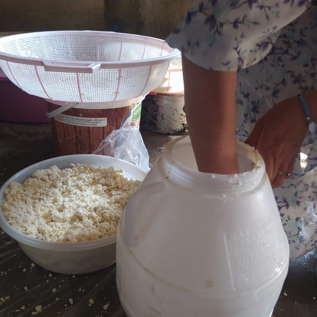 Ağrı'nın Aşağı Göçmez köyünde geleneksel olarak kumda olgunlaştırılan küp peyniri,