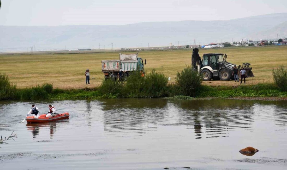Ardahan'da Kura Nehri'nde, suya düşen bir inek boğularak telef oldu.