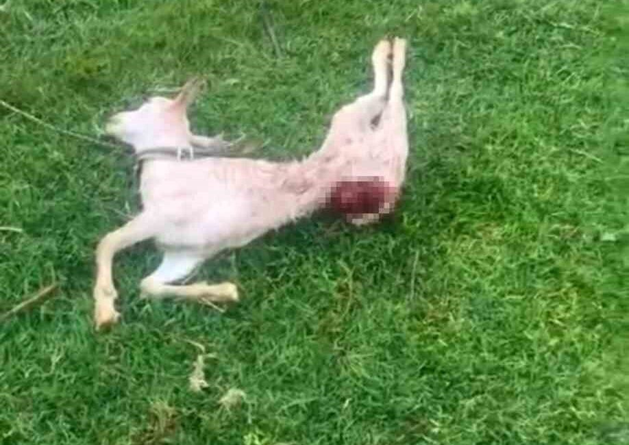 Mardin'in Kızıltepe ilçesinde, Mezopotamya Mahallesi'nde iki keçinin sokak köpekleri tarafından