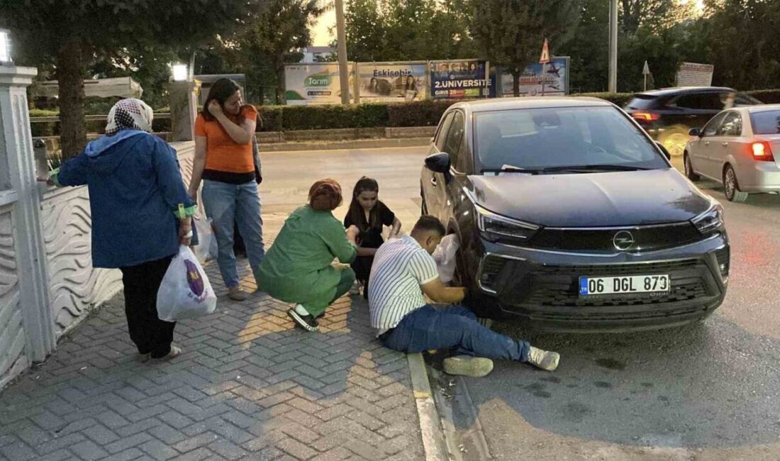 Eskişehir'de bir yavru kedi, 06 DGL 879 plakalı otomobilin kaputunda