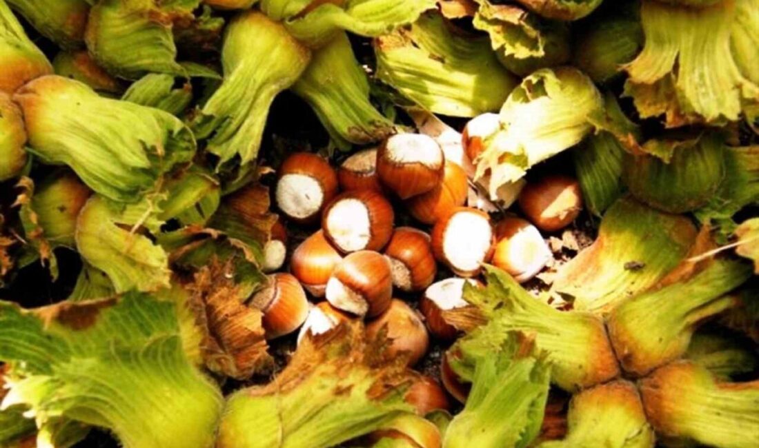 Samsun'da fındık hasadı başladı. Tarım ve Orman İl Müdürlüğü, en