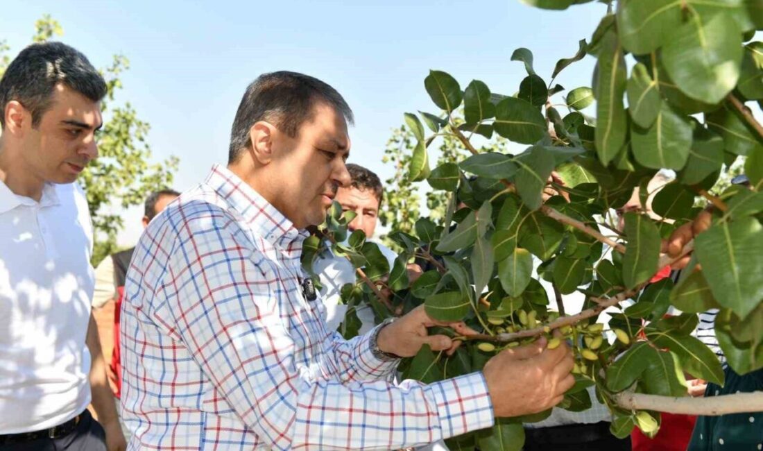 Şanlıurfa'da boz fıstık hasadı başladı. Vali Hasan Şıldak, Çakmaklı Mahallesi'nde