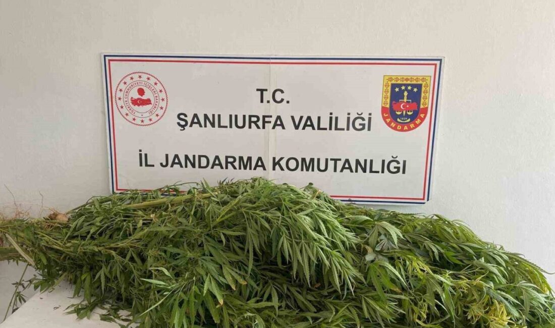 Şanlıurfa'nın Birecik ve Viranşehir ilçelerinde jandarma tarafından düzenlenen uyuşturucu operasyonunda,
