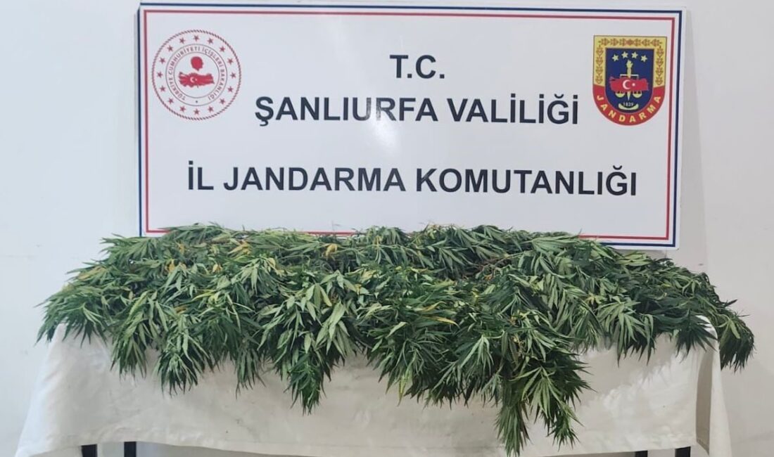 Şanlıurfa'da düzenlenen uyuşturucu operasyonunda iki kişi gözaltına alındı. Halfeti ve